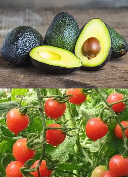 Avocado and Canary Tomato