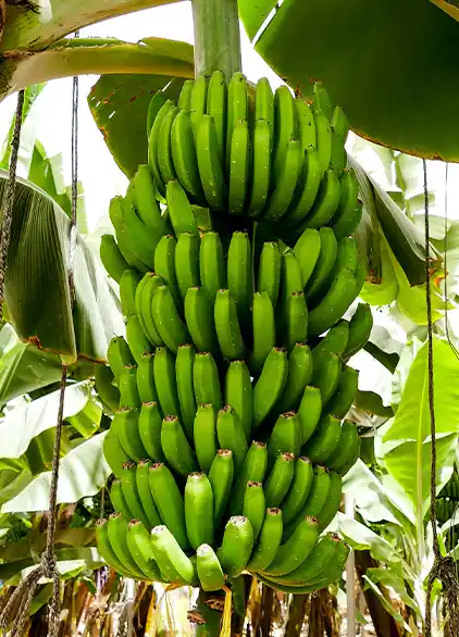 Canary Bananas, Platano Cananrie