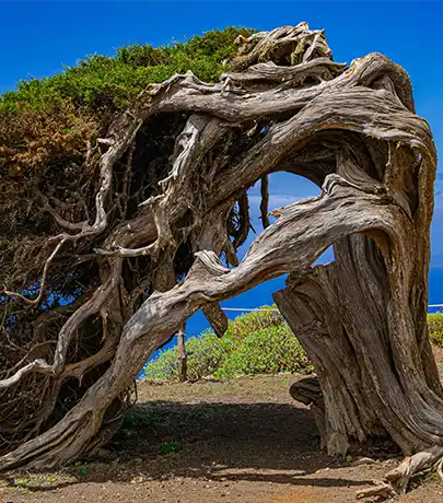 El Hierro Gastronomy