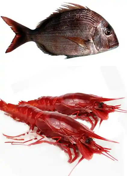 Canary Islands Fish
