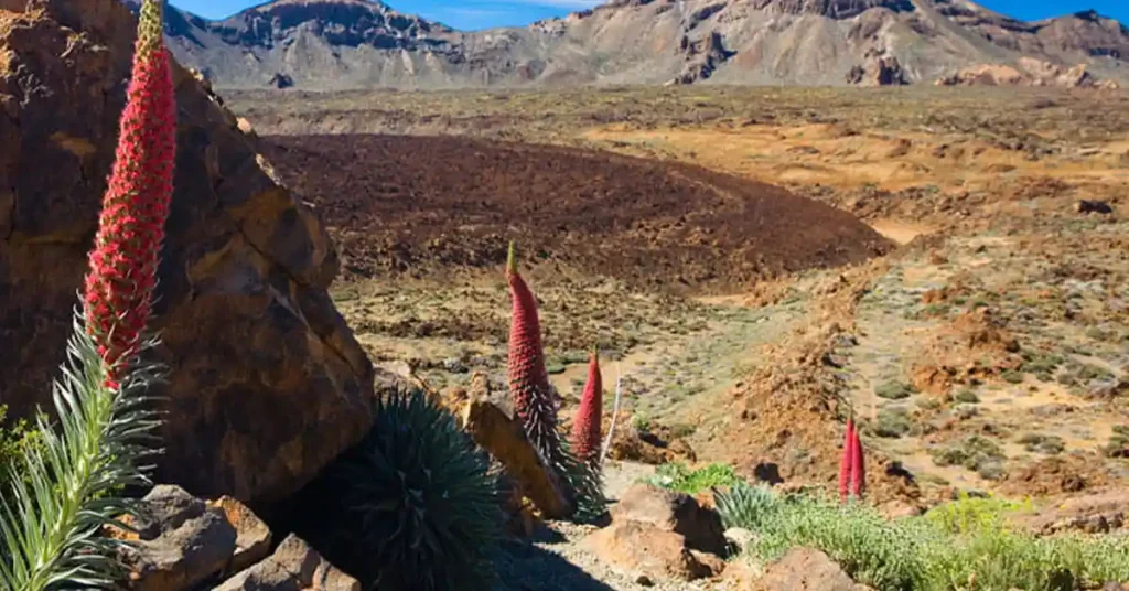 Biodiversity of the Canary Islands National Parks