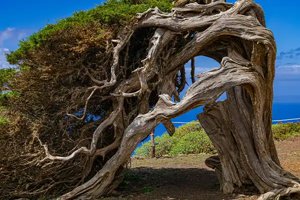 Tourist Resorts La Palma